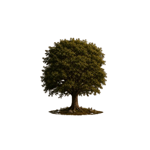 The Juglans Regia — Kashmir walnut tree
